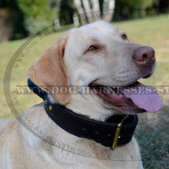 Labrador Dog Collar