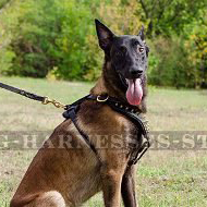 Leather Dog Harness with Brass Spikes for Belgian Malinois