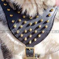 Leather Dog Harness with Brass Spikes for Alaskan Malamute