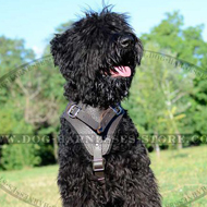 Black Russian Terrier Leather Harness for Protection Work