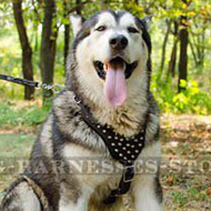 Studded Dog Harness for Alaskan Malamute for Walks