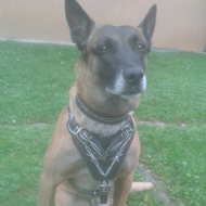Malinois Harness with Barbed Wire Painting on