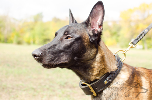 Malinois Training