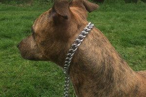 Metal Dog Chain Collars