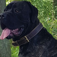Neapolitan Mastiff Collar of Nappa Padded Leather for Strong Dog