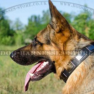 NEW Leather Dog Collars for GSD with Nickel Plated Design