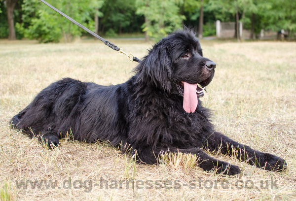 Leather Braided
Dog Lead