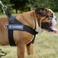 Bestseller! Nylon Dog Harness for English Bulldog Training