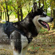 Best Harness for Medium Dog