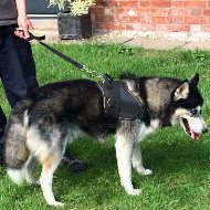 Nylon Dog Leash with Padded Handle for Husky Handling