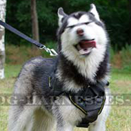 Dog Sport Harness UK for Husky, Universal ONE!