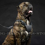 Cane Corso Padded Harness of Genuine Leather