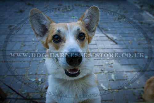 Pembroke Welsh Corgi Supplies