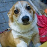 Welsh Corgi