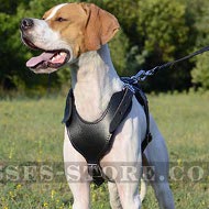 Pointer Harness of Classic Style, Genuine Leather, Padded Chest