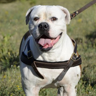 Pulling Harness for American Bulldog. Padded Leather Strap