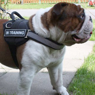 Nylon Dog Harness for Old English Bulldog, Reflective Model!