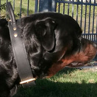 Bestseller! Rottweiler Collar of Two-Ply Leather with Handle