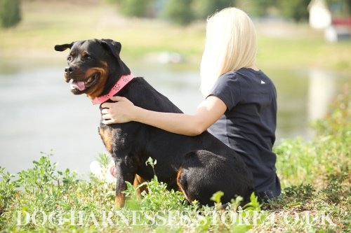 Rottweiler Dog Collar