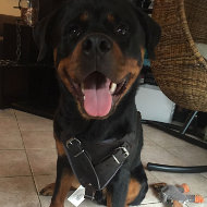 Rottweiler Harness of Leather for Attack and Protection Training