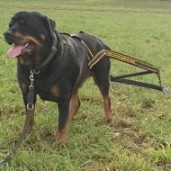 Weight Pulling Harness for Rottweiler