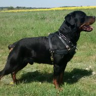 Rottweiler Harness Leather for Pulling, Training, Walking, Sport