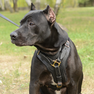 Exclusive Handcrafted Padded Leather Dog Harness for Pitbull