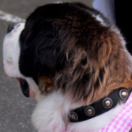 Saint Bernard Dog Collar of Nylon with Vintage Conchos
