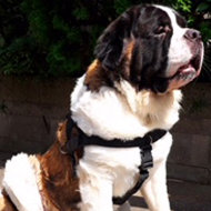 Saint Bernard Dog Harness of Nylon with ID Patches, Bestseller!