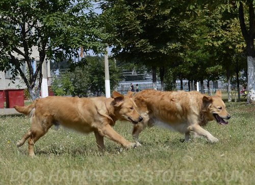 Search Dog Training and Games