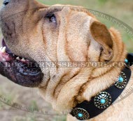 Shar-Pei Collar Leather with Blue Stones and Silver-Like Circles