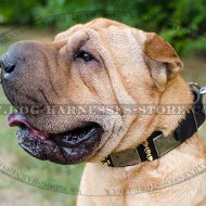 Shar-Pei Collar with Spikes and Plates for Walking and Control