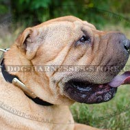 Shar-Pei Collar Leather Personalized with Name Plate