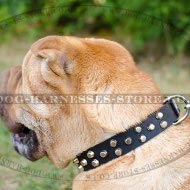 Shar-Pei Collar Leather Studded with Decorative Pyramids