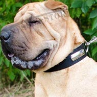 Shar-Pei Collar 2-Ply Nylon with Name Plate for Identification