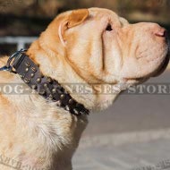 Shar-Pei Collar Handmade, Genuine Leather with Spikes and Studs