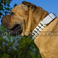 Shar-Pei Collar of White Leather with Spikes and Studs for Walks Shar-Pei Collar of White Leather with Spikes and Studs for Walks