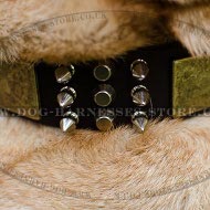 Shar-Pei Collar with Nickel Spikes, Pyramids and Brass Plates