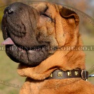 Shar-Pei Collar of Narrow Leather with Square Brass Studs Row