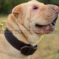 Best Seller Dog Collar