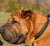 Shar-Pei Collar UK of Two-Ply Leather with Braid for Obedience
