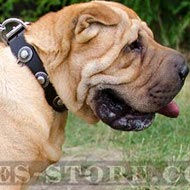 Shar-Pei Collar Leather with Vintage Brooches for Walking