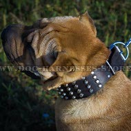 Shar-Pei Collar Leather Wide Decorated with Pyramids