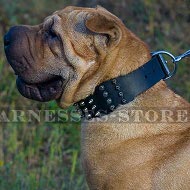 Shar-Pei Dog Collar Leather Wide with Spikes and Pyramids