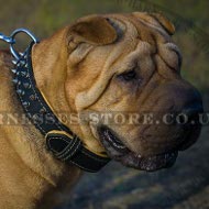 Shar-Pei Dog Collar of Royal Nappa Padded and Spiked Leather