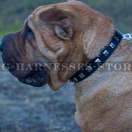 Shar-Pei Dog Collar for Walking, Narrow Leather and Square Studs