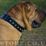 Shar-Pei Dog Collar of Leather with Row of Nickel Cones for Walk