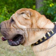 Shar-Pei Dog Collar of Trendy Design, Leather and Brass Plates