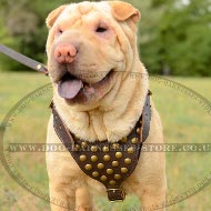 Shar-Pei Harness for Walking, Leather with Brass Studded Chest