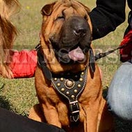 Shar-Pei Harness of Royal Design, Leather Nappa Padded and Studs